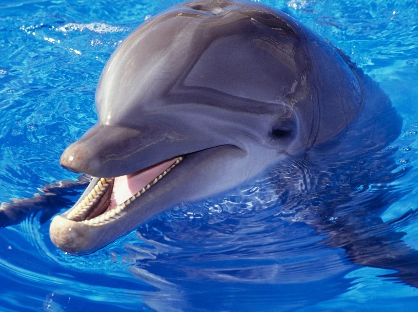 красивое фото дельфина